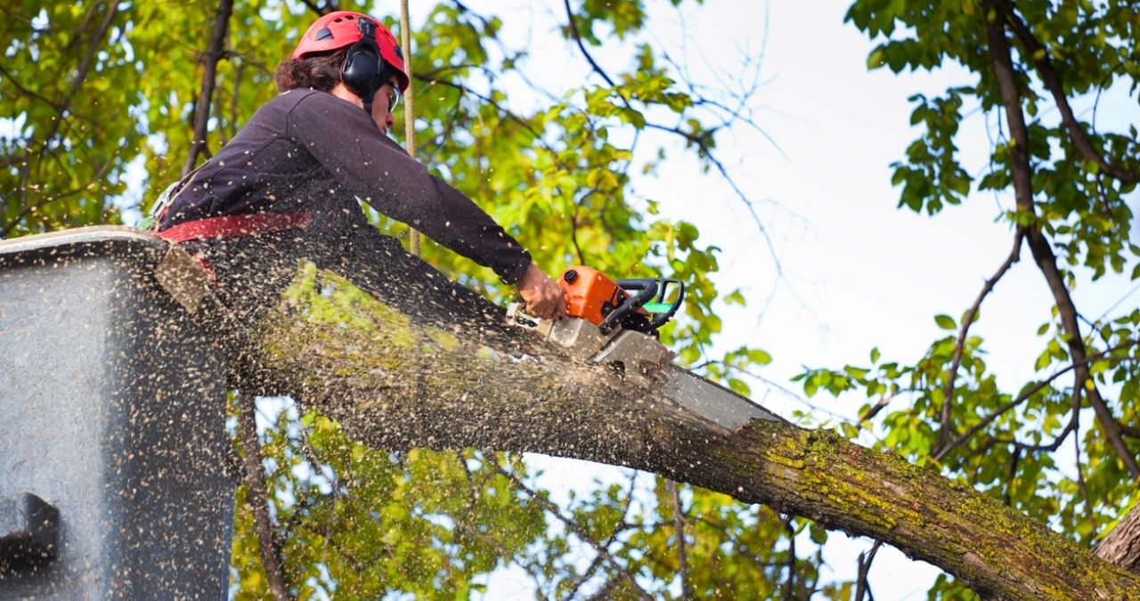 How Crane-Assisted Tree Removal Works
